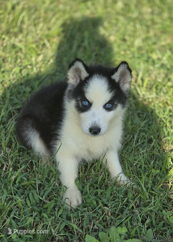 Male Siberian Husky 1 – Siberian Husky puppy for sale in Avon, IL