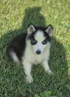 Male Siberian Husky 1, a male Siberian Husky for sale in Avon, IL – 1 of 4