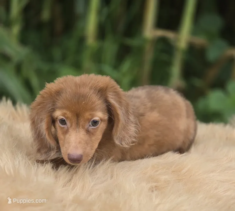 Chocolate Longhaired Dapple Male  – Miniature Dachshund puppy for sale in Avon, IL