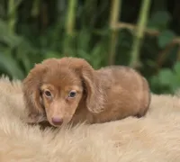 Longhaired Dapple Male , a male Miniature Dachshund for sale in Avon, IL – 1 of 9