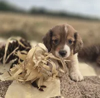 Piebald Male Miniature Dachshund , a male Miniature Dachshund for sale in Avon, IL – 1 of 4