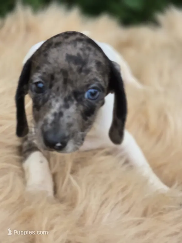 Dapple Piebald Male  – Miniature Dachshund puppy for sale in Avon, IL
