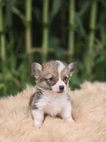 Female 2 Corgi , a female Pembroke Welsh Corgi for sale in Avon, IL – 2 of 4