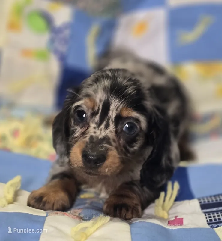 Male Dapple LH Miniature Dachshund  – Miniature Dachshund puppy on hold in Avon, IL