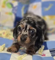 Male Dapple LH Miniature Dachshund , a male Miniature Dachshund for sale in Avon, IL – 1 of 5