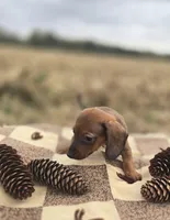 Female Miniature Dachshund , a female Miniature Dachshund for sale in Avon, IL – 2 of 4