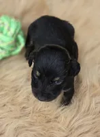 Black and Tan Male , a male Miniature Dachshund for sale in Avon, IL – 3 of 6