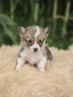 Female 2 Corgi , a female Pembroke Welsh Corgi for sale in Avon, IL – 3 of 4