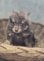 Chocolate and Tan Pomeranian Female , a female Pomeranian for sale in Avon, IL – Photo 2 of 5