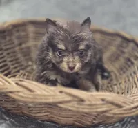 Chocolate and Tan Pomeranian Female , a female Pomeranian for sale in Avon, IL – Photo 4 of 5