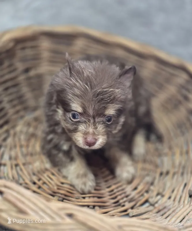 Chocolate and Tan Pomeranian Female  – Pomeranian puppy for sale in Avon, IL