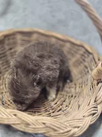 Chocolate and Tan Pomeranian Female , a female Pomeranian for sale in Avon, IL – Photo 5 of 5