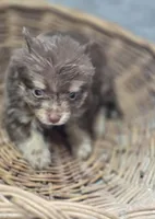 Chocolate and Tan Pomeranian Female , a female Pomeranian for sale in Avon, IL – Photo 3 of 5