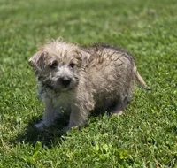 Cairn Terrier Male 2, a male Cairn Terrier for sale in Avon, IL – 4 of 5