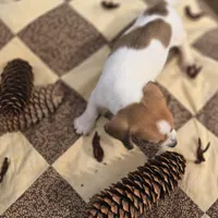 Female Piebald Miniature Dachshund , a female Miniature Dachshund for sale in Avon, IL – 5 of 5