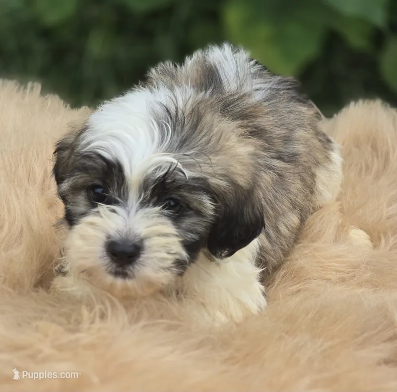 Teddy Bear Male 3 – Bichon Frise, Shih Tzu puppy for sale in Avon, IL