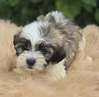 Teddy Bear Male 3, a male Bichon Frise and Shih Tzu for sale in Avon, IL – 1 of 4