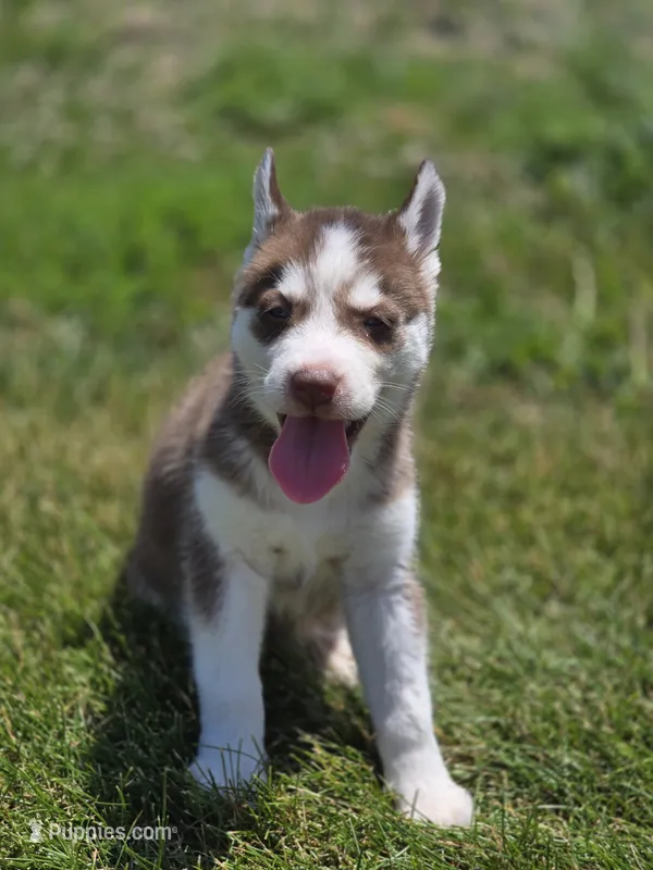 Red and White Female 1 – Siberian Husky puppy for sale in Avon, IL