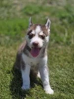 Red and White Female 1, a female Siberian Husky for sale in Avon, IL – 1 of 3