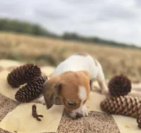 Female Piebald Miniature Dachshund , a female Miniature Dachshund for sale in Avon, IL – 4 of 5