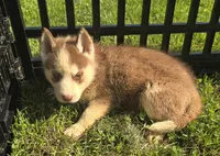 Husky Red and white Female , a female Siberian Husky for sale in Avon, IL – 3 of 4