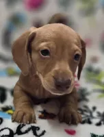 Darling , a female Miniature Dachshund for sale in Avon, IL – Photo 4 of 7