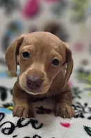 Darling , a female Miniature Dachshund for sale in Avon, IL – Photo 1 of 7