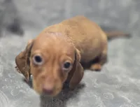 Darling , a female Miniature Dachshund for sale in Avon, IL – Photo 2 of 7