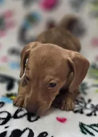 Darling , a female Miniature Dachshund for sale in Avon, IL – Photo 5 of 7