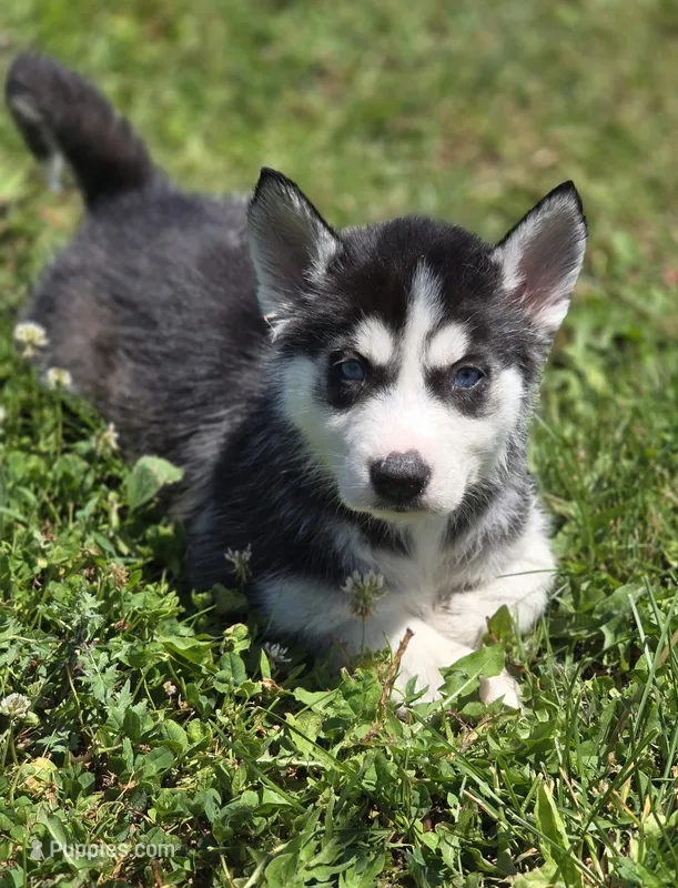 Black and white Female 1 – Siberian Husky puppy for sale in Avon, IL