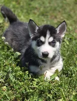 Black and white Female 1, a female Siberian Husky for sale in Avon, IL – 1 of 4