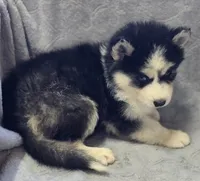 Siberian Husky Female 4, a female Siberian Husky for sale in Avon, IL – Photo 3 of 4