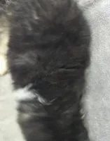 Siberian Husky Female 4, a female Siberian Husky for sale in Avon, IL – Photo 2 of 4