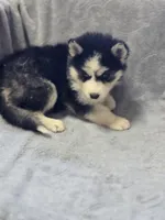 Siberian Husky Female 4, a female Siberian Husky for sale in Avon, IL – Photo 4 of 4
