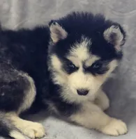 Siberian Husky Female 4, a female Siberian Husky for sale in Avon, IL – Photo 1 of 4