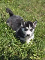 Black and white Female 1, a female Siberian Husky for sale in Avon, IL – 4 of 4