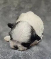 Shih Tzu Male , a male Shih Tzu for sale in Avon, IL – Photo 3 of 3