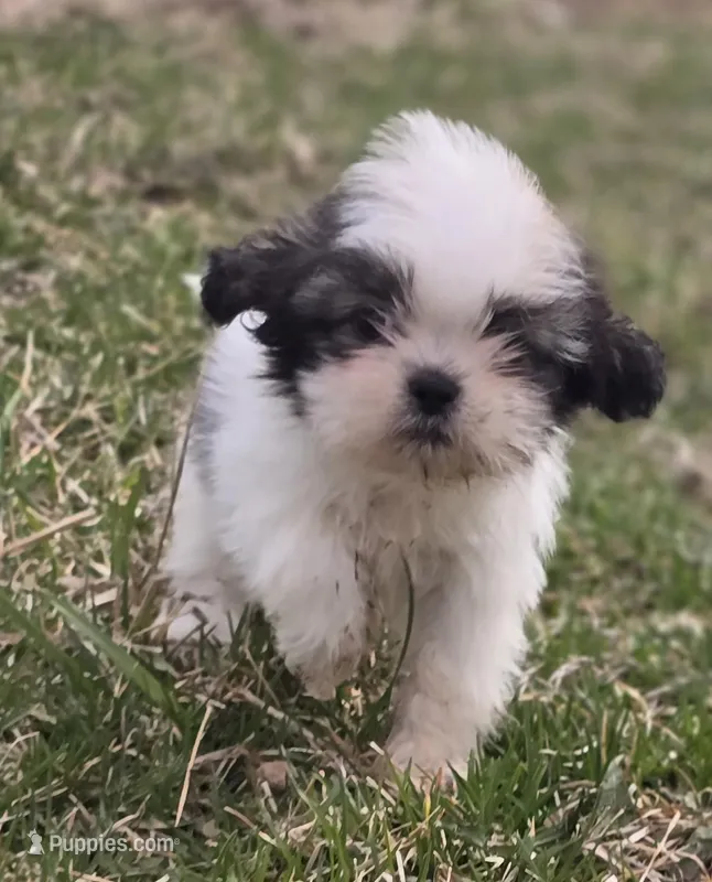 Shih Tzu Male  – Shih Tzu puppy for sale in Avon, IL