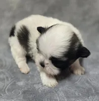 Shih Tzu Male , a male Shih Tzu for sale in Avon, IL – Photo 2 of 3