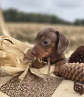 Male 2 Dapple Miniature Dachshund , a male Miniature Dachshund for sale in Avon, IL – 3 of 6