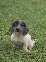Dapple Piebald Female , a female Miniature Dachshund for sale in Avon, IL – 2 of 9