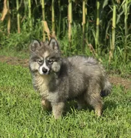 Siberian Husky Female 2, a female Siberian Husky for sale in Avon, IL – 2 of 8