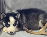 Siberian Husky Male 2, a male Siberian Husky for sale in Avon, IL – Photo 1 of 4