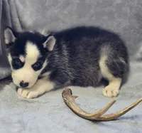Siberian Husky Male 2, a male Siberian Husky for sale in Avon, IL – Photo 4 of 4