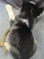 Siberian Husky Male 2, a male Siberian Husky for sale in Avon, IL – Photo 3 of 4