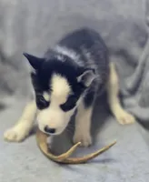 Siberian Husky Male 2, a male Siberian Husky for sale in Avon, IL – Photo 2 of 4