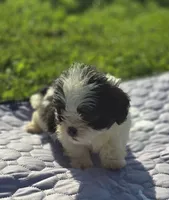 Female Teddy Bear , a female Bichon Frise and Shih Tzu for sale in Avon, IL – 2 of 4
