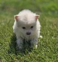 Cream Pomeranian Male , a male Pomeranian for sale in Avon, IL – 3 of 4