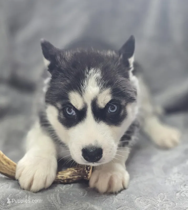 Siberian Husky M1