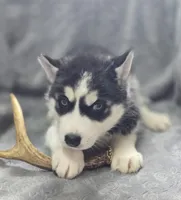 Siberian Husky M1, a female Siberian Husky for sale in Avon, IL – Photo 3 of 5